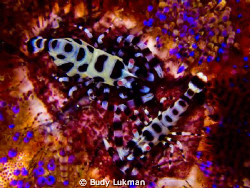 a Pair of Coleman Shrimp - Under Laha Jetty - Ambon by Budy Lukman 